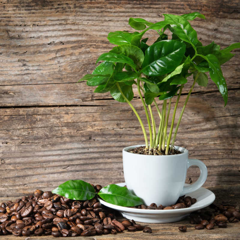 Coffee And Climate Change Surprising Facts Melissa S Healthy Living