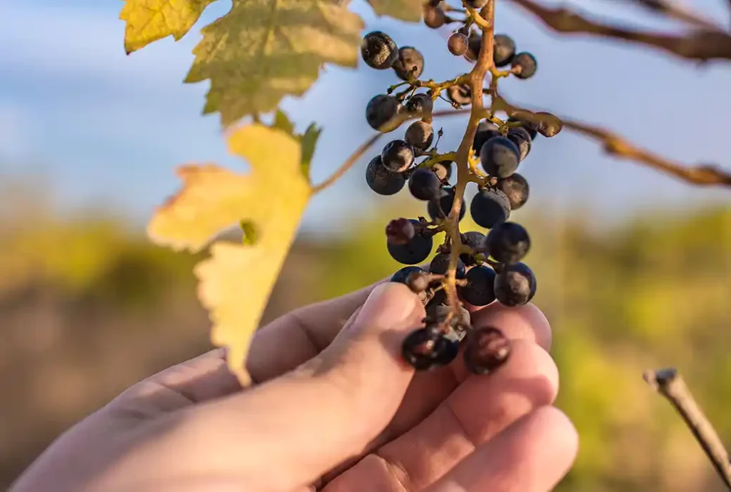 Sustainability is sexy wine production